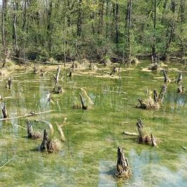 Tatai Fényes tanösvény Tata - Külső kép