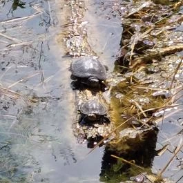 Tatai Fényes tanösvény Tata - Külső kép