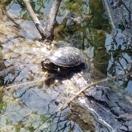 Tatai Fényes tanösvény Tata - Külső kép