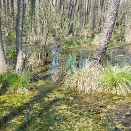 Tatai Fényes tanösvény Tata - Külső kép