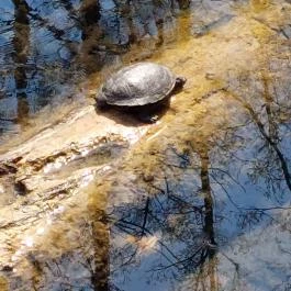 Tatai Fényes tanösvény Tata - Külső kép