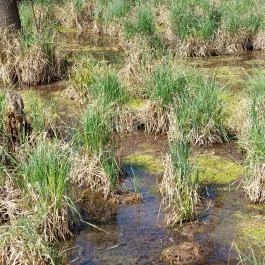 Tatai Fényes tanösvény Tata - Külső kép