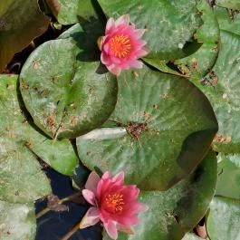 Tatai Fényes tanösvény Tata - Külső kép