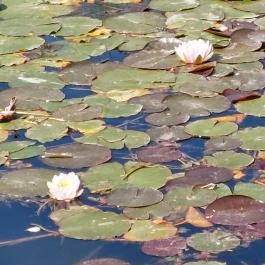 Tatai Fényes tanösvény Tata - Külső kép