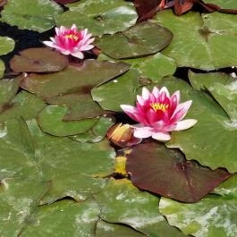 Tatai Fényes tanösvény Tata - Külső kép