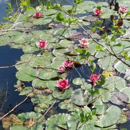 Tatai Fényes tanösvény Tata - Külső kép