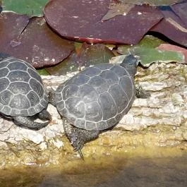 Tatai Fényes tanösvény Tata - Egyéb