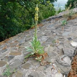 Tátika-vár Zalaszántó - Egyéb