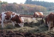 Tekeresvölgyi Manufaktúra Nemesvámos