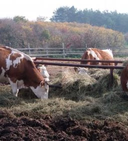 Tekeresvölgyi Manufaktúra