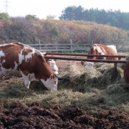 Tekeresvölgyi Manufaktúra Nemesvámos - Egyéb