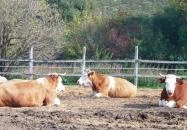 Tekeresvölgyi Manufaktúra Nemesvámos