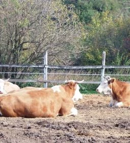 Tekeresvölgyi Manufaktúra