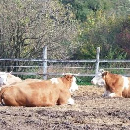 Tekeresvölgyi Manufaktúra Nemesvámos - Egyéb