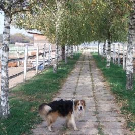 Tekeresvölgyi Manufaktúra Nemesvámos - Egyéb