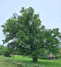 245. legjobb látnivaló: Teleki 300 éves berkenyefája