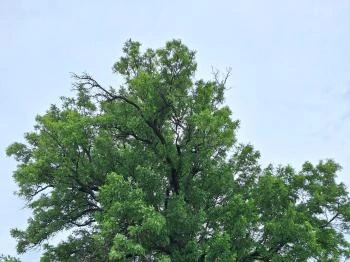 Teleki 300 éves berkenyefája Teleki