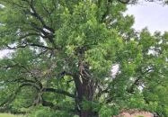 Teleki 300 éves berkenyefája Teleki