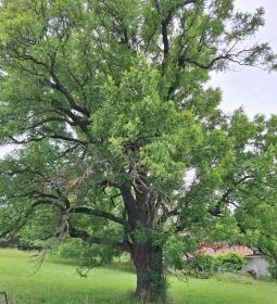 Teleki 300 éves berkenyefája