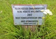 Teleki 300 éves berkenyefája Teleki