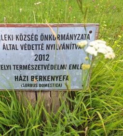 Teleki 300 éves berkenyefája