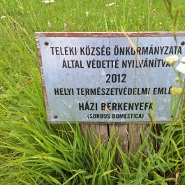 Teleki 300 éves berkenyefája Teleki - Egyéb