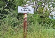 Teleki 300 éves berkenyefája Teleki