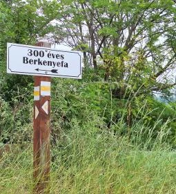 Teleki 300 éves berkenyefája