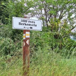 Teleki 300 éves berkenyefája Teleki - Egyéb