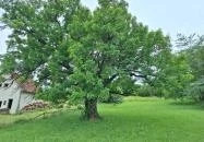 Teleki 300 éves berkenyefája Teleki