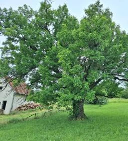 Teleki 300 éves berkenyefája