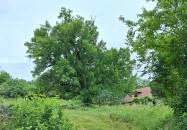 Teleki 300 éves berkenyefája Teleki