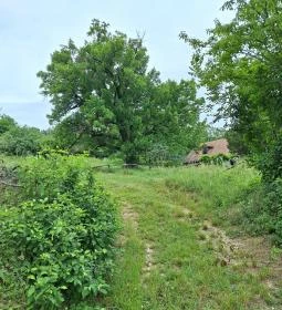 Teleki 300 éves berkenyefája