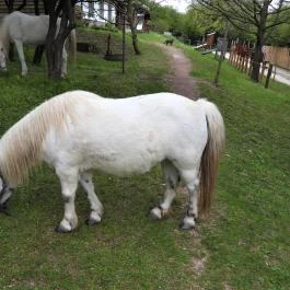 Agostyáni Ökofalu, Agostyán - Egyéb