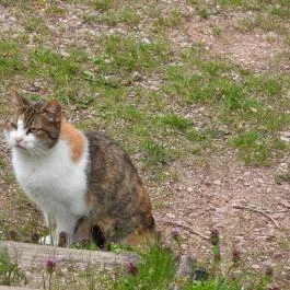 Agostyáni Ökofalu, Agostyán - Egyéb