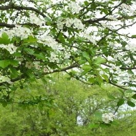 Agostyáni Ökofalu, Agostyán - Egyéb