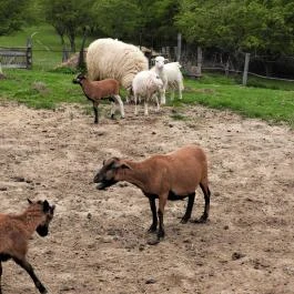 Agostyáni Ökofalu, Agostyán - Egyéb