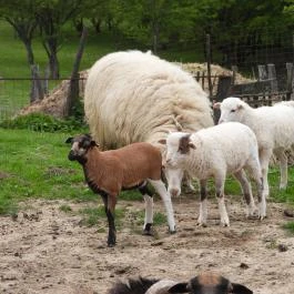 Agostyáni Ökofalu, Agostyán - Egyéb