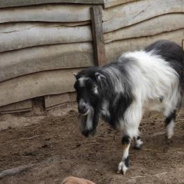 Agostyáni Ökofalu, Agostyán - Egyéb