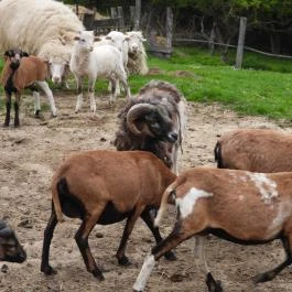 Agostyáni Ökofalu, Agostyán - Egyéb