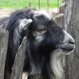 Agostyáni Ökofalu, Agostyán - Egyéb