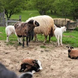 Agostyáni Ökofalu, Agostyán - Egyéb