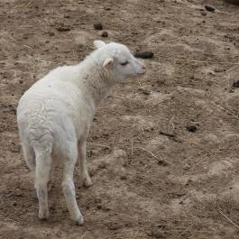 Agostyáni Ökofalu, Agostyán - Egyéb