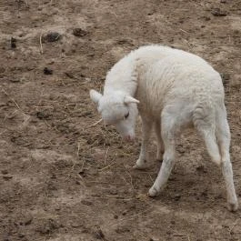 Agostyáni Ökofalu, Agostyán - Egyéb