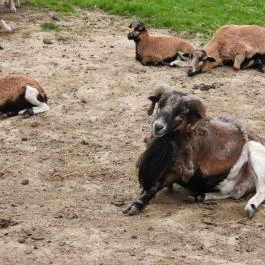 Agostyáni Ökofalu, Agostyán - Egyéb