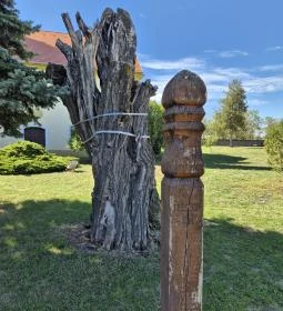 345. legjobb látnivaló: Tessedik-akác