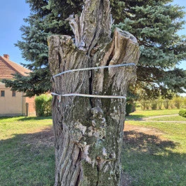 Tessedik-akác Csönge - Külső kép
