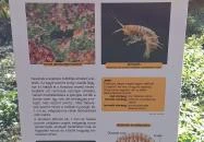 Tetves-forrás Szögliget