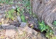 Tetves-forrás Szögliget