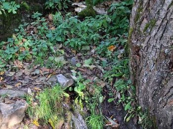 Tetves-forrás Szögliget